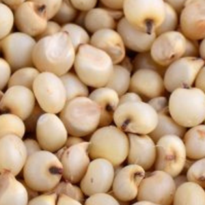 Sorghum