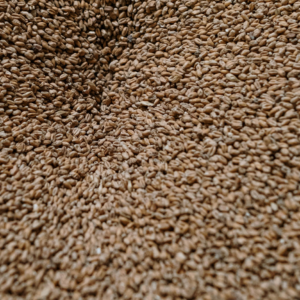 Barley