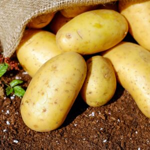 Potato