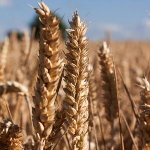 Rye