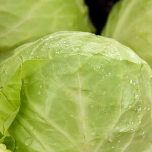 Cabbage