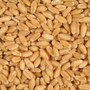 wheat